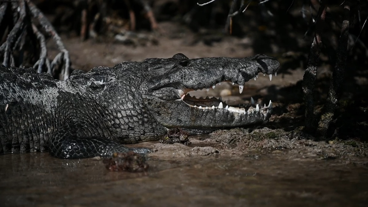 A caiman in the night water — night mode