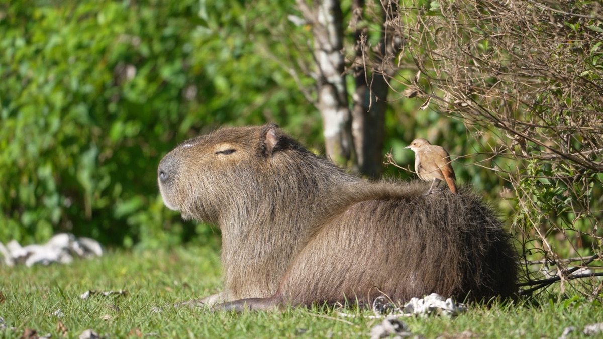 A capybara at the riverbank — day mode